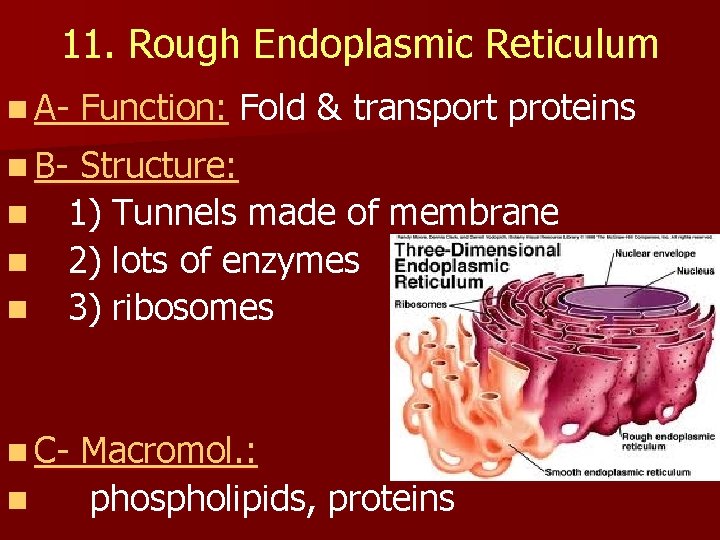 11. Rough Endoplasmic Reticulum n A- Function: Fold & transport proteins n Bn n