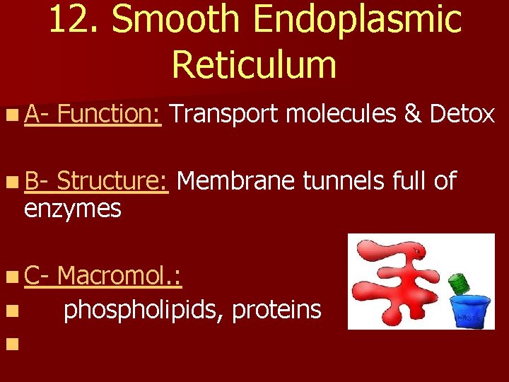 12. Smooth Endoplasmic Reticulum n A- Function: Transport molecules & Detox n B- Structure: