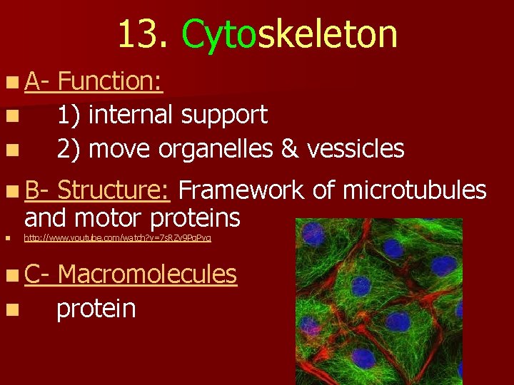 13. Cytoskeleton n An n Function: 1) internal support 2) move organelles & vessicles