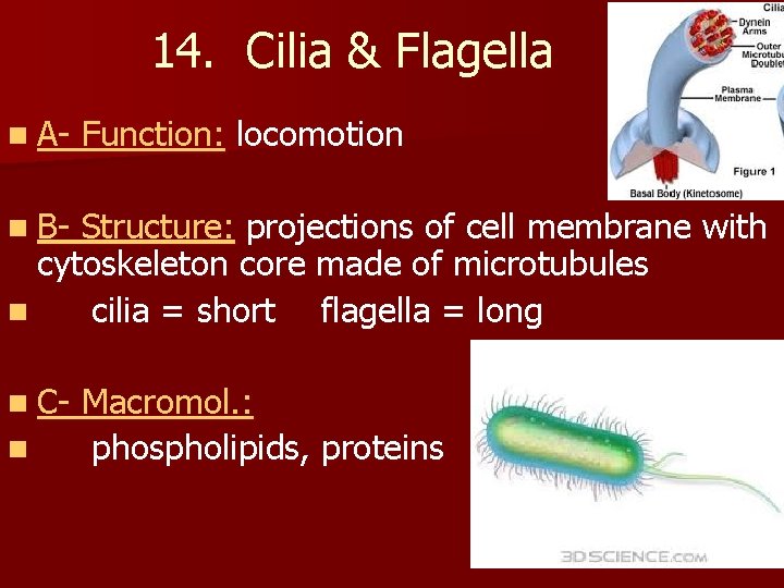 14. Cilia & Flagella n A- Function: locomotion n B- Structure: projections of cell