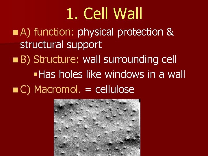 1. Cell Wall n A) function: physical protection & structural support n B) Structure: