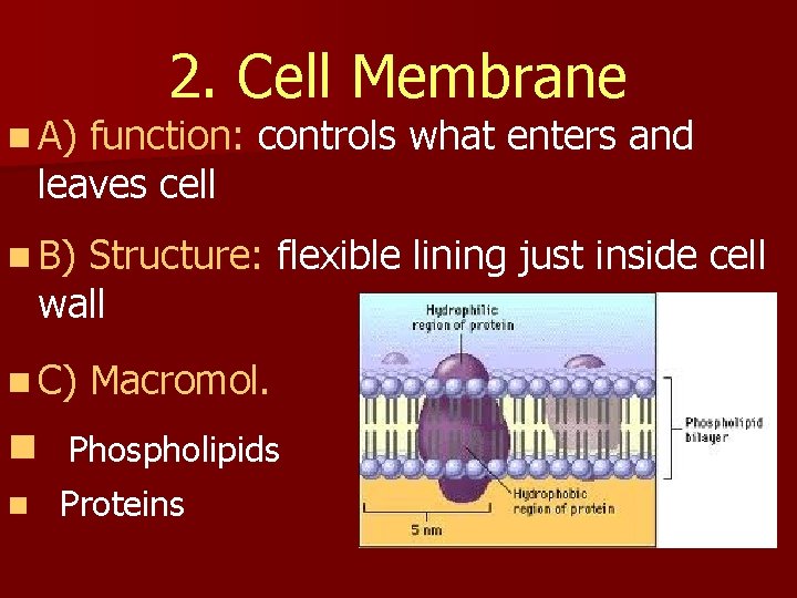 n A) 2. Cell Membrane function: controls what enters and leaves cell n B)