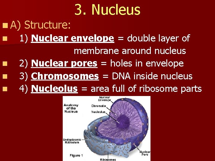 n A) n n Structure: 3. Nucleus 1) Nuclear envelope = double layer of