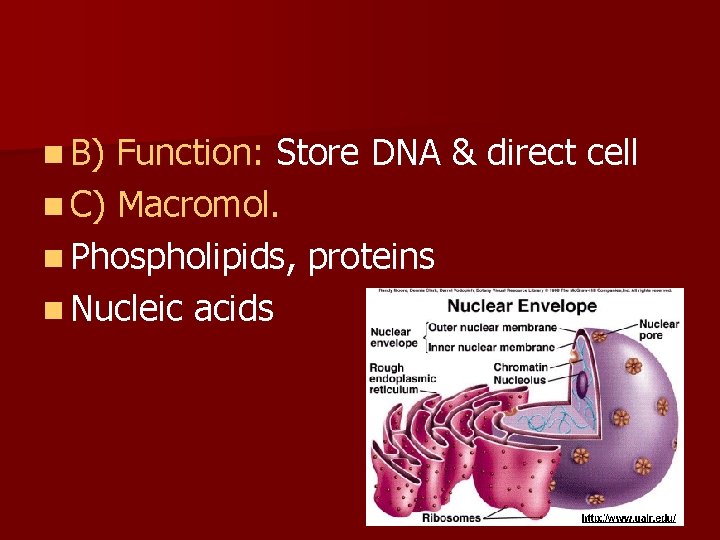 n B) Function: Store DNA & direct cell n C) Macromol. n Phospholipids, proteins