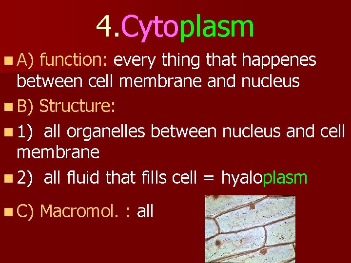 4. Cytoplasm n A) function: every thing that happenes between cell membrane and nucleus