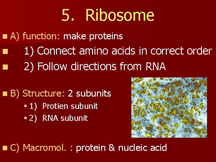 5. Ribosome n A) function: make proteins n n 1) Connect amino acids in