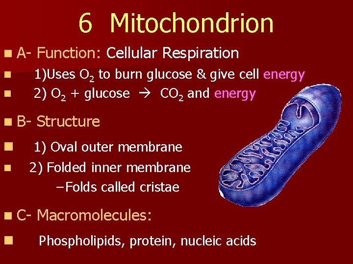 6 Mitochondrion n A- Function: Cellular Respiration n n 1)Uses O 2 to burn