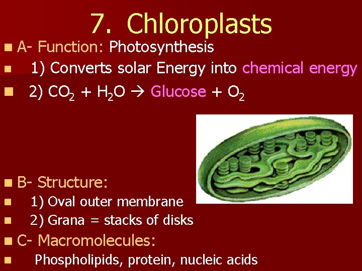 n A- 7. Chloroplasts Function: Photosynthesis n 1) Converts solar Energy into chemical energy