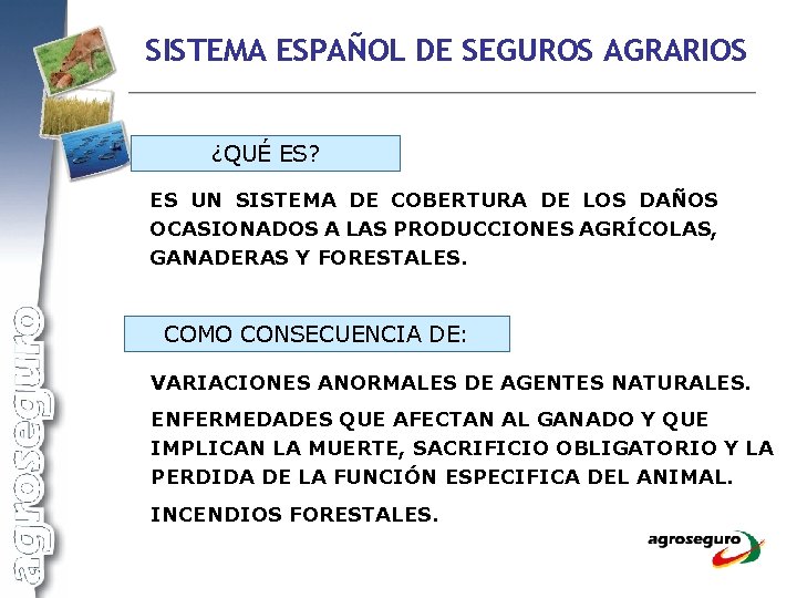 SISTEMA ESPAÑOL DE SEGUROS AGRARIOS ¿QUÉ ES? ES UN SISTEMA DE COBERTURA DE LOS