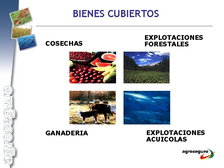 BIENES CUBIERTOS COSECHAS EXPLOTACIONES FORESTALES GANADERIA EXPLOTACIONES ACUICOLAS 