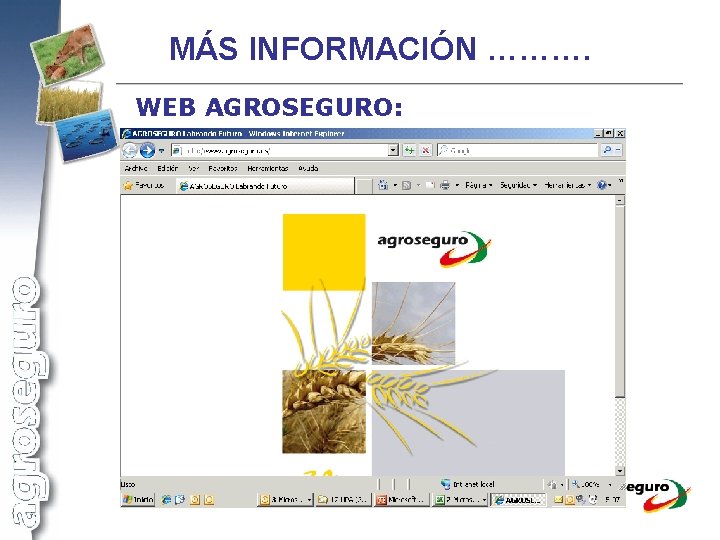 MÁS INFORMACIÓN ………. WEB AGROSEGURO: 