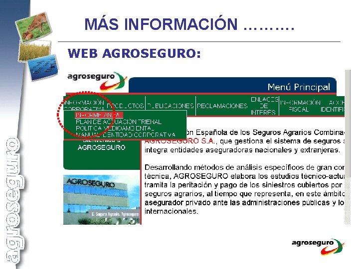 MÁS INFORMACIÓN ………. WEB AGROSEGURO: 