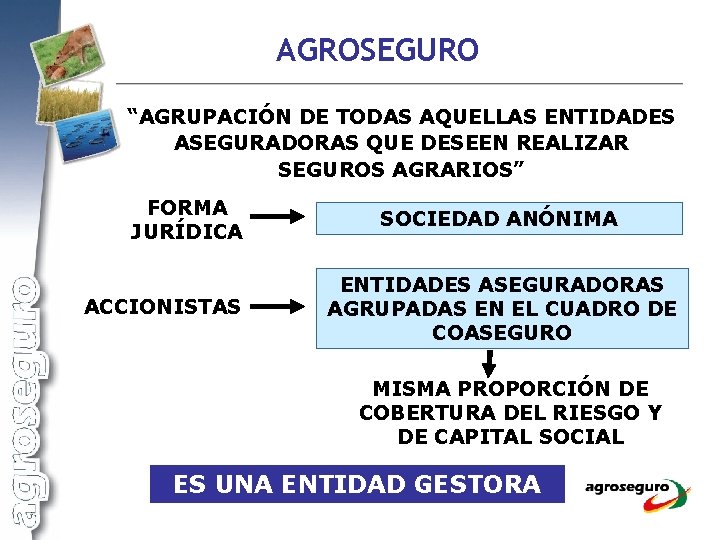 AGROSEGURO “AGRUPACIÓN DE TODAS AQUELLAS ENTIDADES ASEGURADORAS QUE DESEEN REALIZAR SEGUROS AGRARIOS” FORMA JURÍDICA