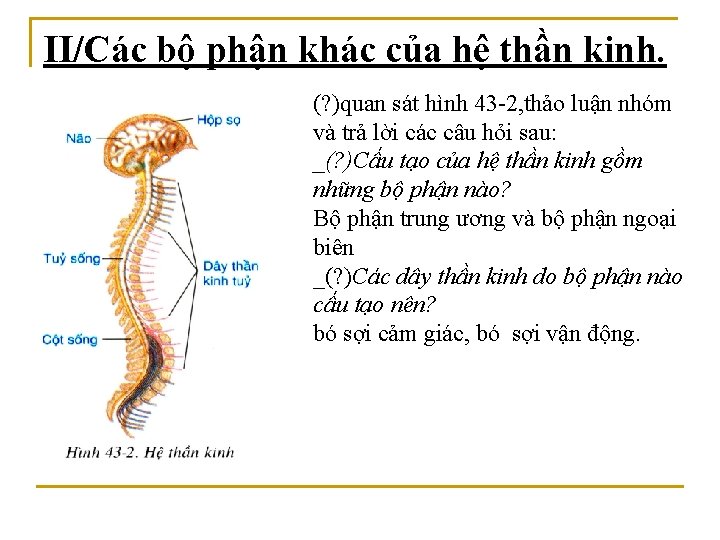 II/Các bộ phận khác của hệ thần kinh. (? )quan sát hình 43 -2,