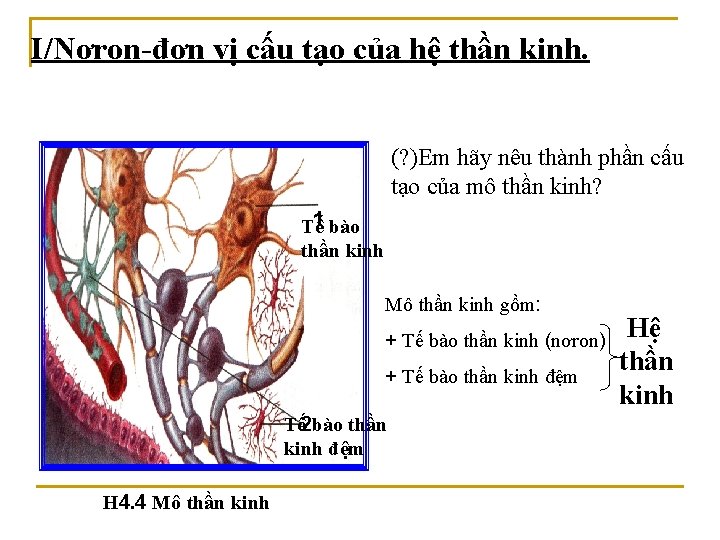 I/Nơron-đơn vị cấu tạo của hệ thần kinh. (? )Em hãy nêu thành phần