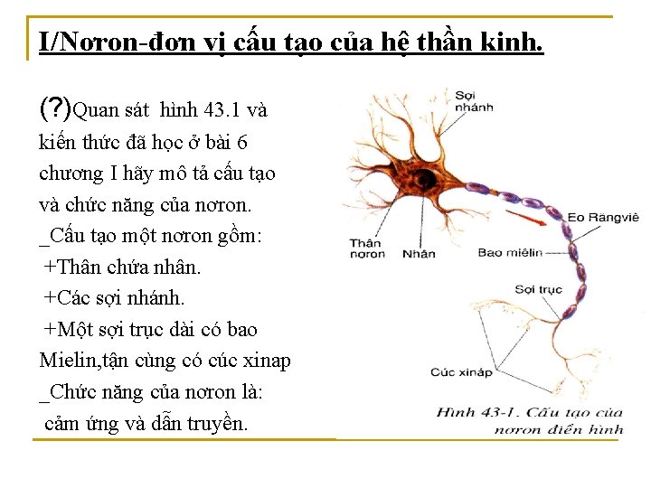 I/Nơron-đơn vị cấu tạo của hệ thần kinh. (? )Quan sát hình 43. 1