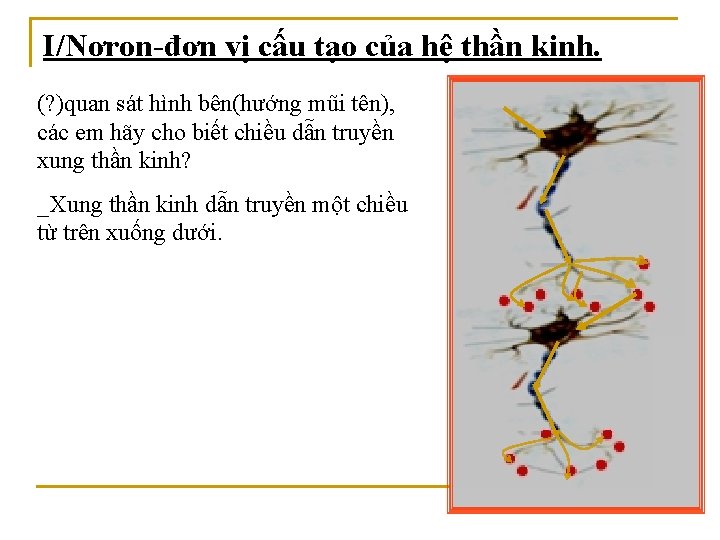 I/Nơron-đơn vị cấu tạo của hệ thần kinh. (? )quan sát hình bên(hướng mũi