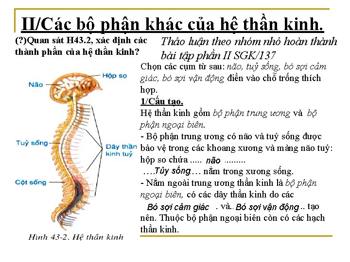 II/Các bộ phận khác của hệ thần kinh. (? )Quan sát H 43. 2,