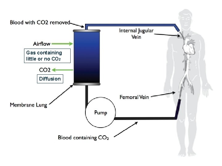 Gas containing little or no CO 2 Diffusion Gas containing little or no CO 2 Diffusion