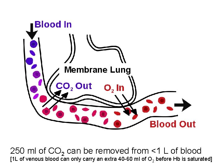 Membrane Lung 250 ml of CO 2 can be removed from <1 L of Membrane Lung 250 ml of CO 2 can be removed from <1 L of