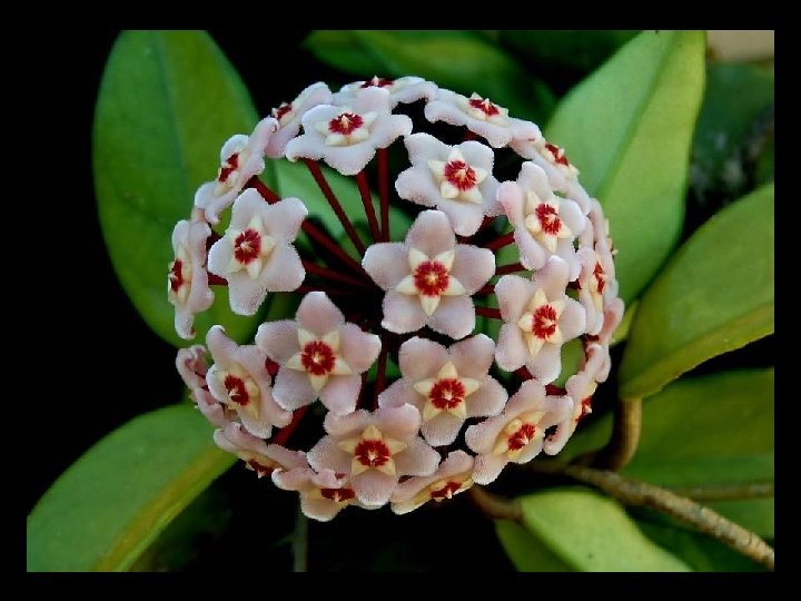 O pôr-do-sol, beija -flores, flores e sabiás. 