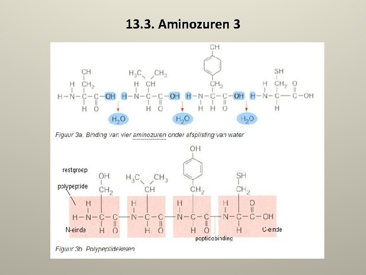 13. 3. Aminozuren 3 