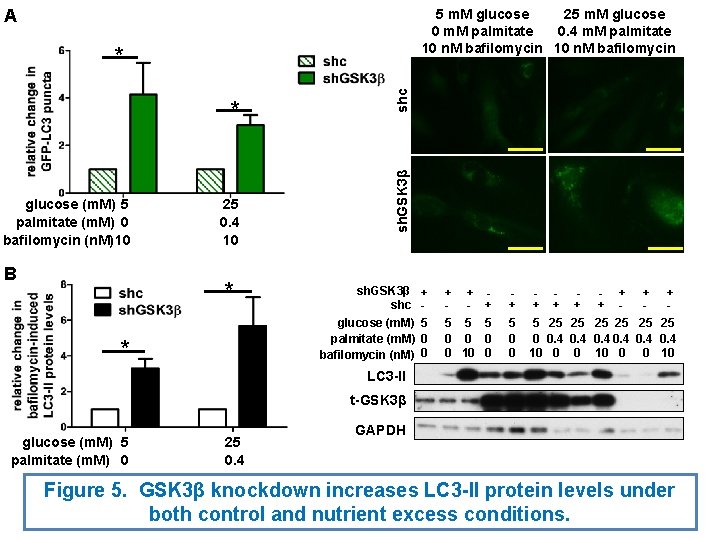A 5 m. M glucose 25 m. M glucose 0 m. M palmitate 0. A 5 m. M glucose 25 m. M glucose 0 m. M palmitate 0.