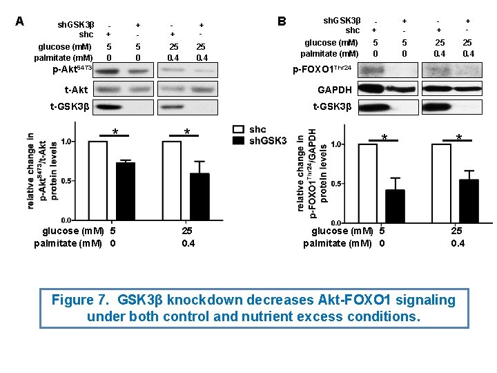 A sh. GSK 3β shc glucose (m. M) palmitate (m. M) + 5 0