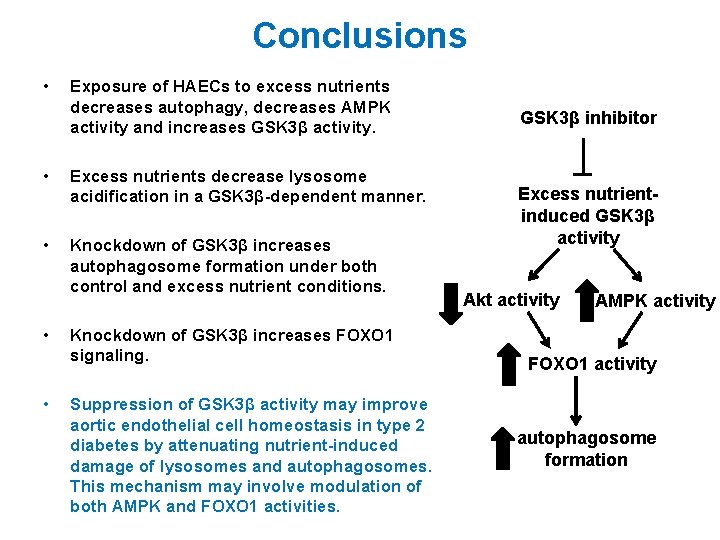 Conclusions • Exposure of HAECs to excess nutrients decreases autophagy, decreases AMPK activity and Conclusions • Exposure of HAECs to excess nutrients decreases autophagy, decreases AMPK activity and