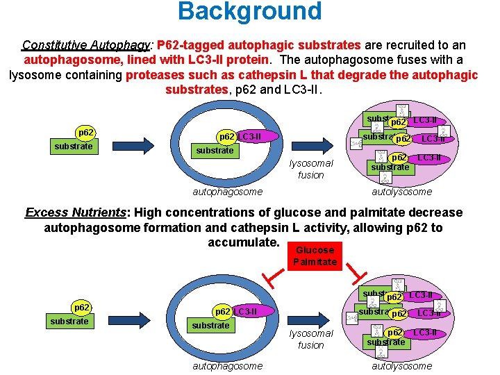 Background Constitutive Autophagy: P 62 -tagged autophagic substrates are recruited to an autophagosome, lined