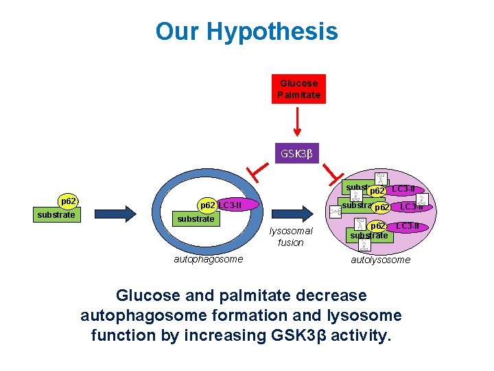 Our Hypothesis Glucose Palmitate GSK 3β substrate p 62 LC 3 -II substratep 62 Our Hypothesis Glucose Palmitate GSK 3β substrate p 62 LC 3 -II substratep 62