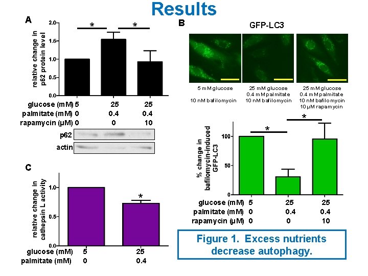 Results A * B * GFP-LC 3 5 m. M glucose (m. M) 5