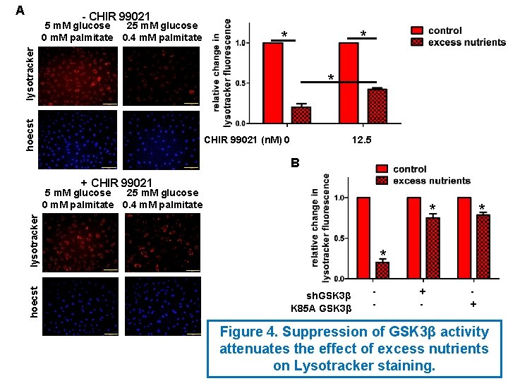 A - CHIR 99021 * * lysotracker 5 m. M glucose 25 m. M