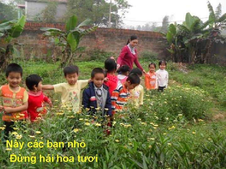 Này các bạn nhỏ Đừng hái hoa tươi 