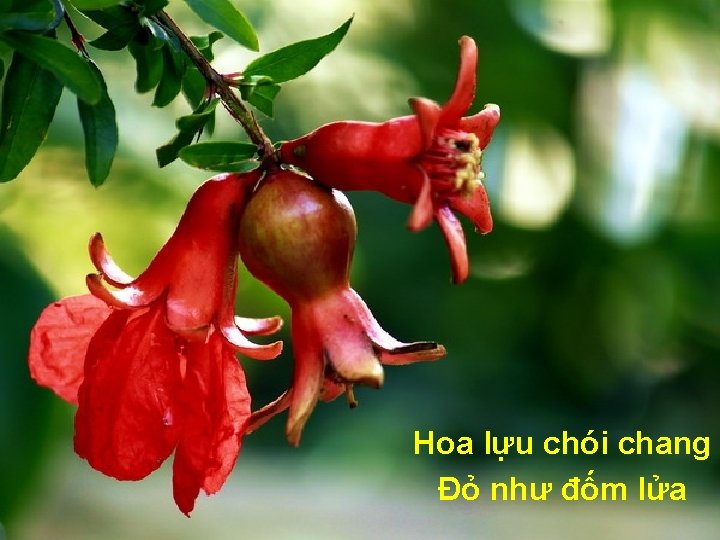 Hoa lựu chói chang Đỏ như đốm lửa 