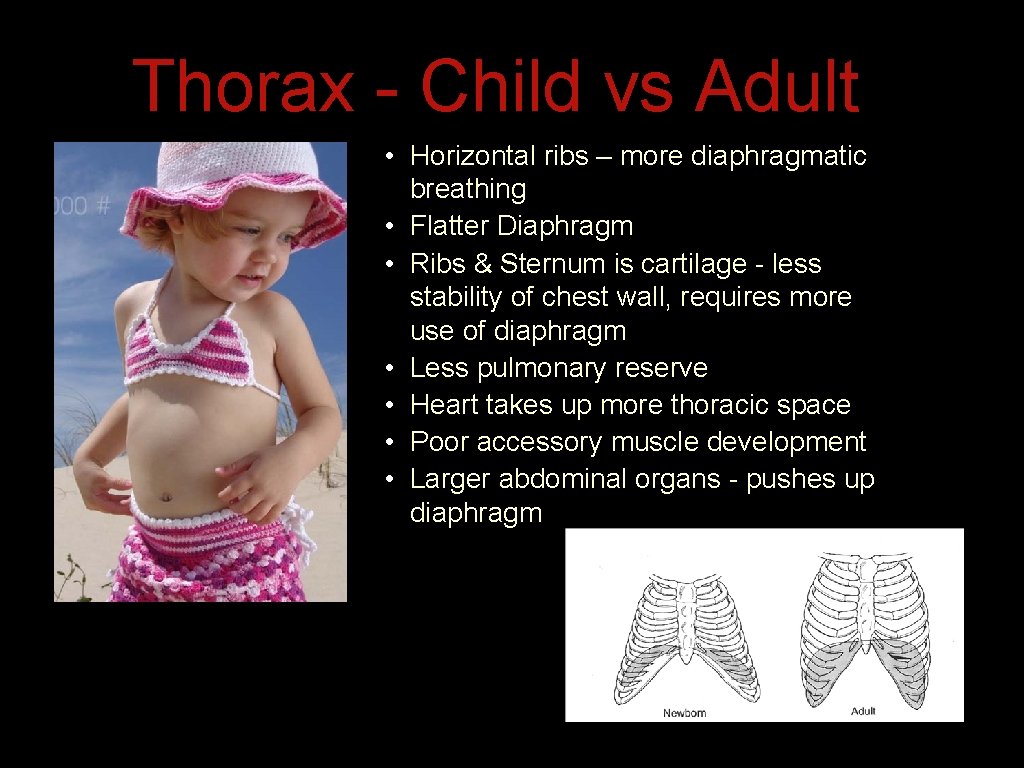 Thorax - Child vs Adult • Horizontal ribs – more diaphragmatic breathing • Flatter Thorax - Child vs Adult • Horizontal ribs – more diaphragmatic breathing • Flatter