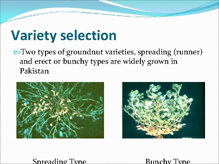 Variety selection Two types of groundnut varieties, spreading (runner) and erect or bunchy types