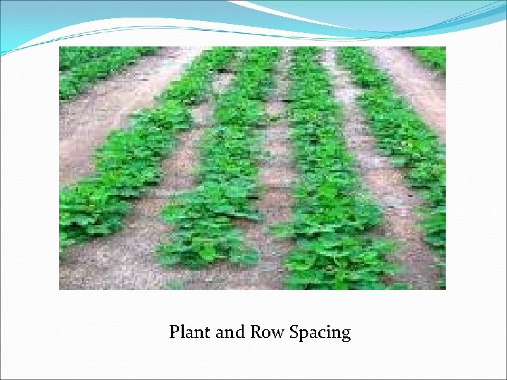 Plant and Row Spacing 