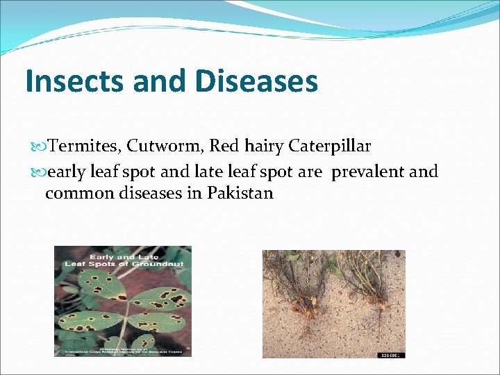 Insects and Diseases Termites, Cutworm, Red hairy Caterpillar early leaf spot and late leaf