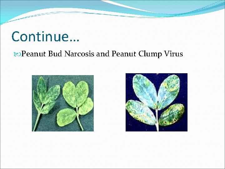 Continue… Peanut Bud Narcosis and Peanut Clump Virus 