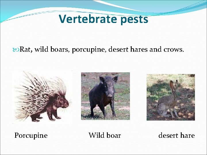 Vertebrate pests Rat, wild boars, porcupine, desert hares and crows. Porcupine Wild boar desert