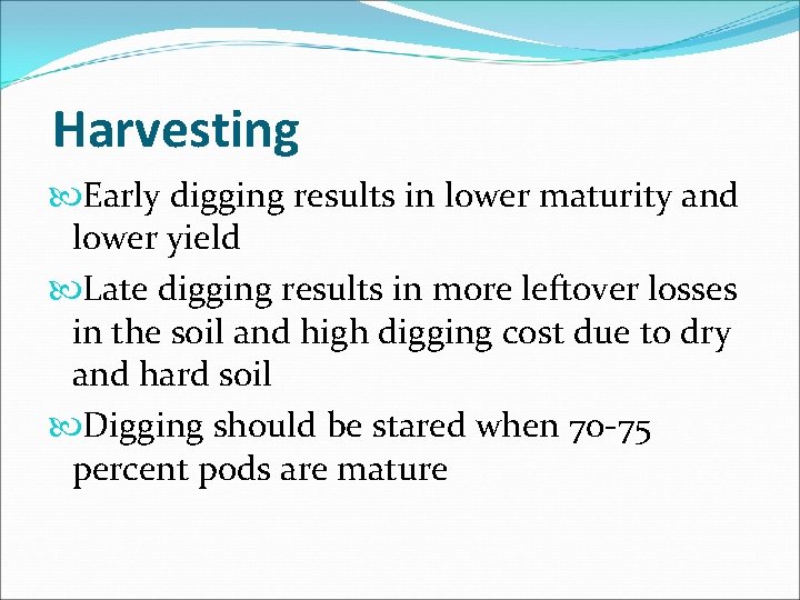 Harvesting Early digging results in lower maturity and lower yield Late digging results in