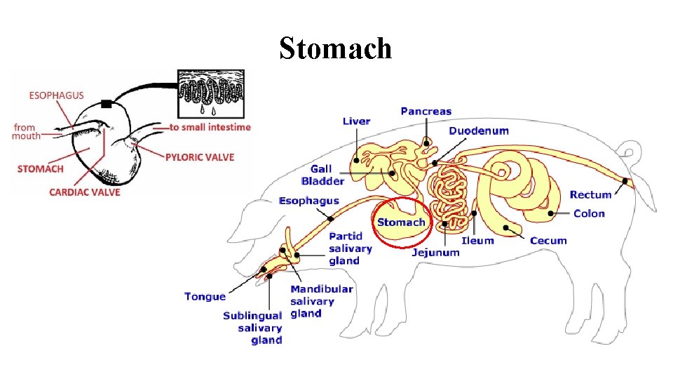 Stomach 