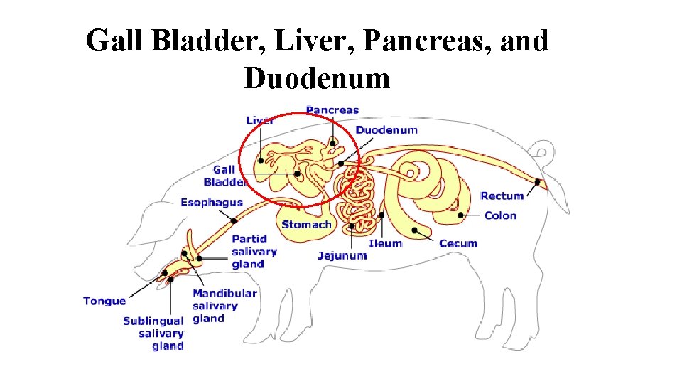 Gall Bladder, Liver, Pancreas, and Duodenum 
