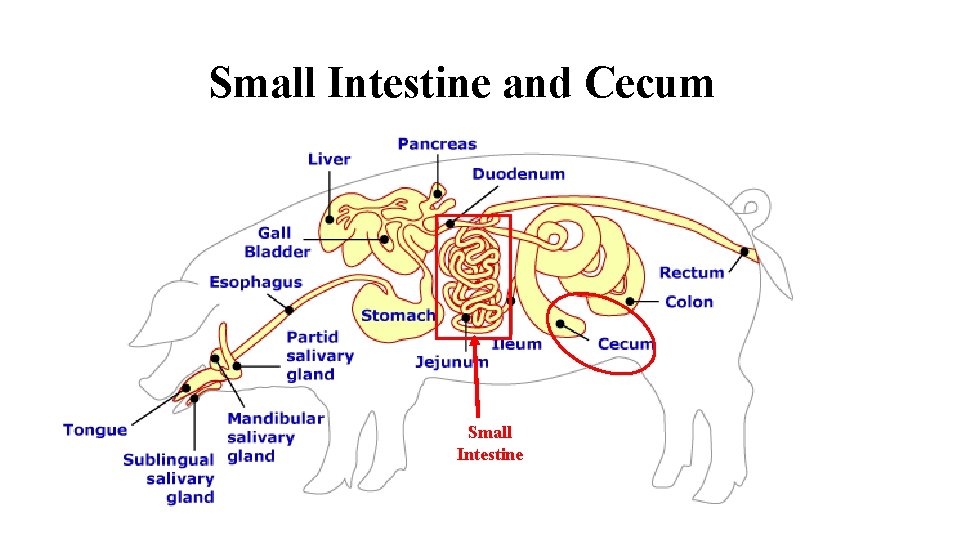 Small Intestine and Cecum Small Intestine 