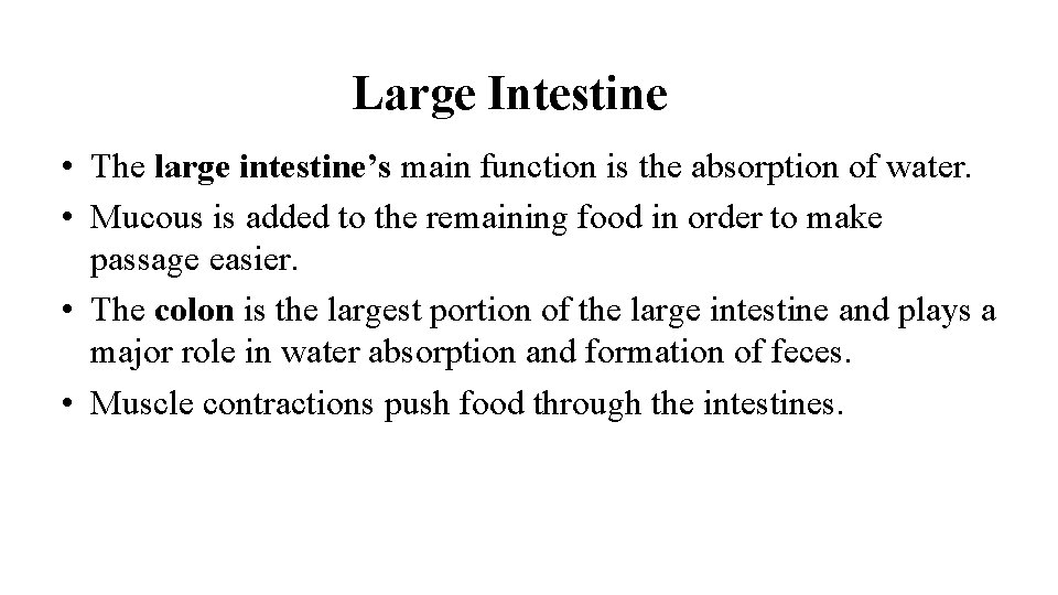 Large Intestine • The large intestine’s main function is the absorption of water. •