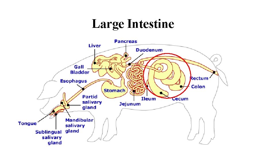 Large Intestine 