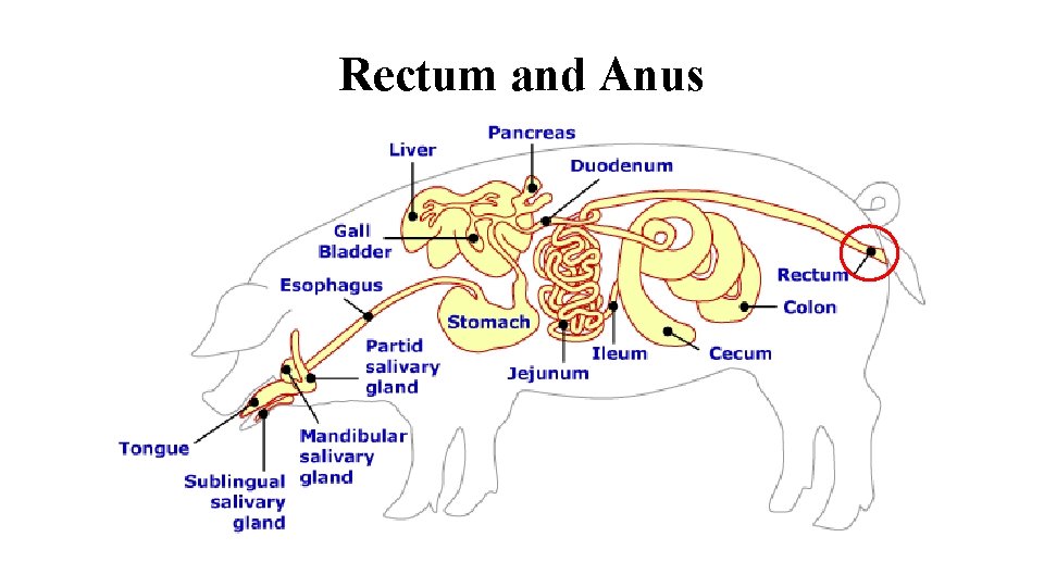 Rectum and Anus 