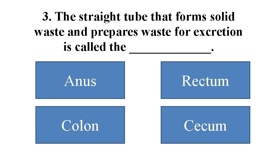 3. The straight tube that forms solid waste and prepares waste for excretion is