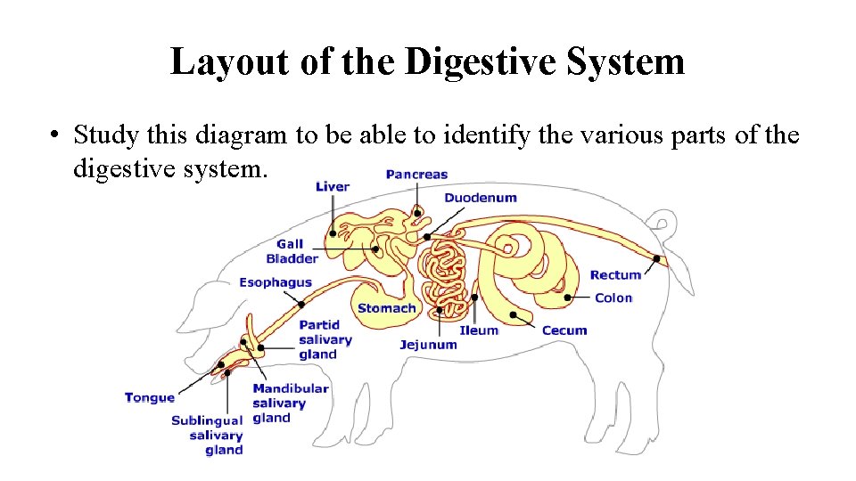 Layout of the Digestive System • Study this diagram to be able to identify